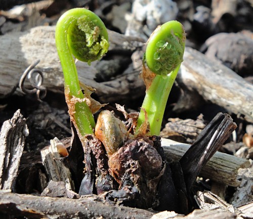 fiddlehead fern