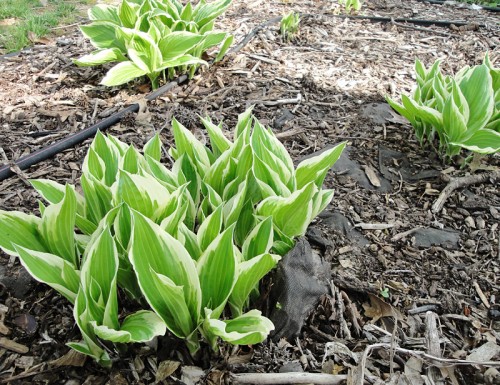 hostas