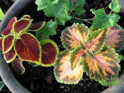 coleus