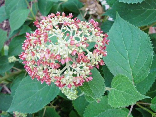 hydrangea