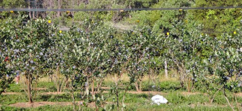 blueberry picking