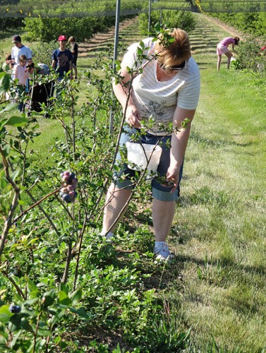 blueberry picking