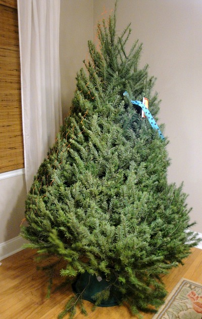 real christmas tree