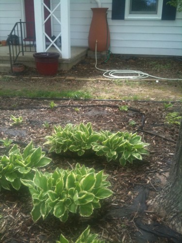 hostas