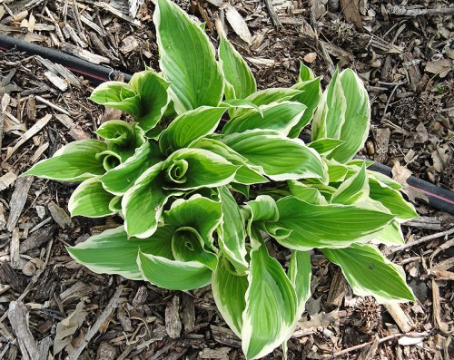 hostas