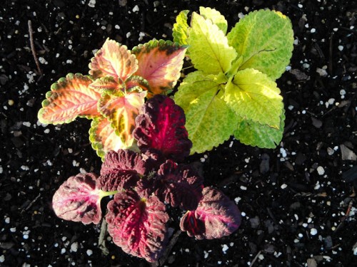 coleus