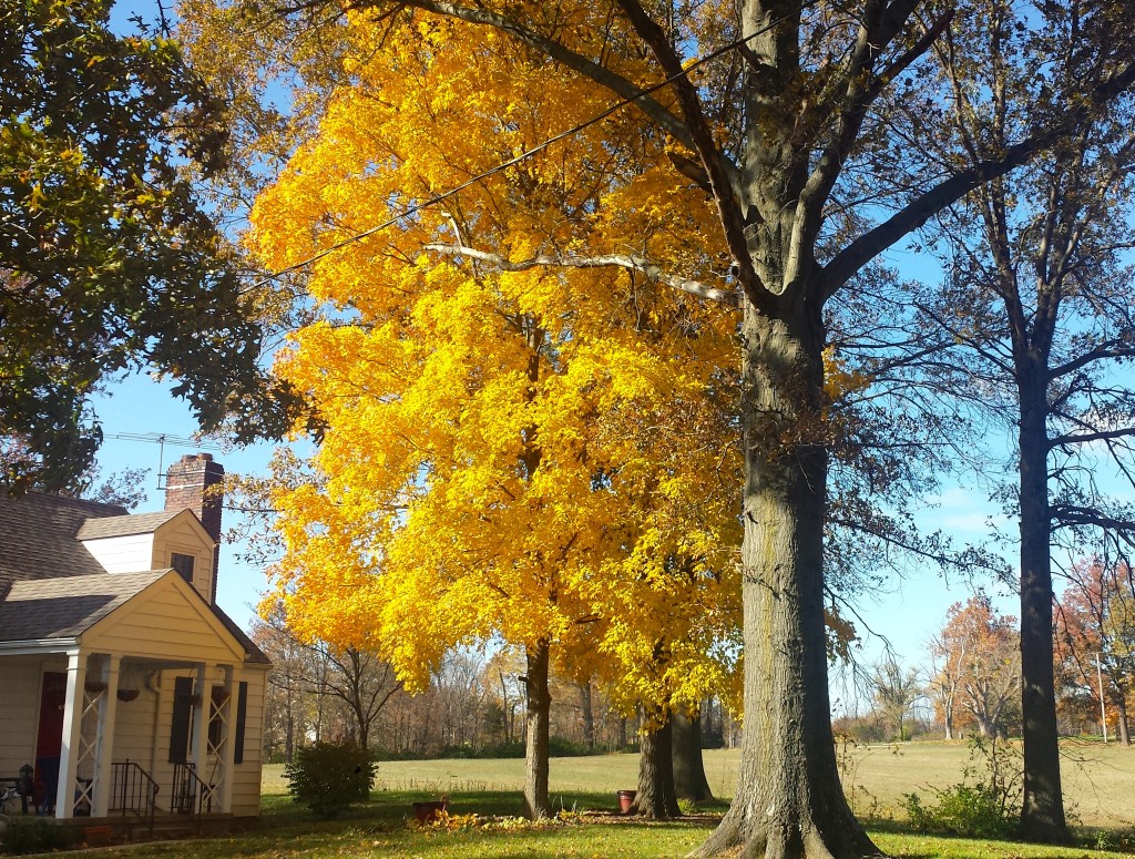 house 1 tree